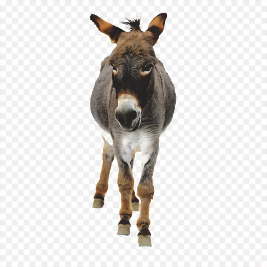 Burro，Postscript Encapsulado PNG