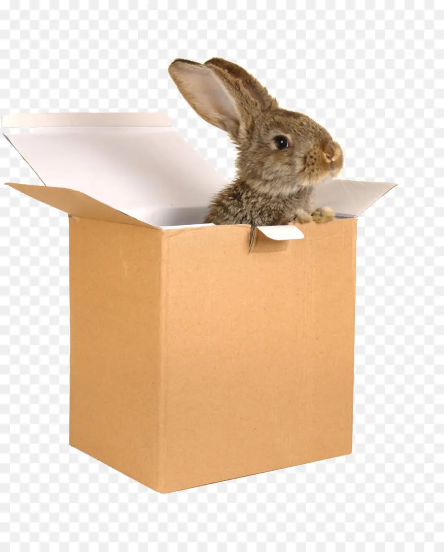 Conejo En Caja，Conejito PNG