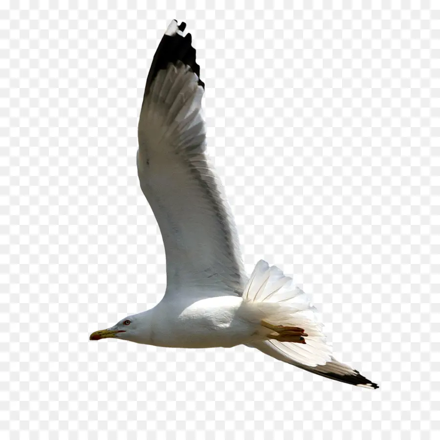 Gaviota，Vuelo PNG