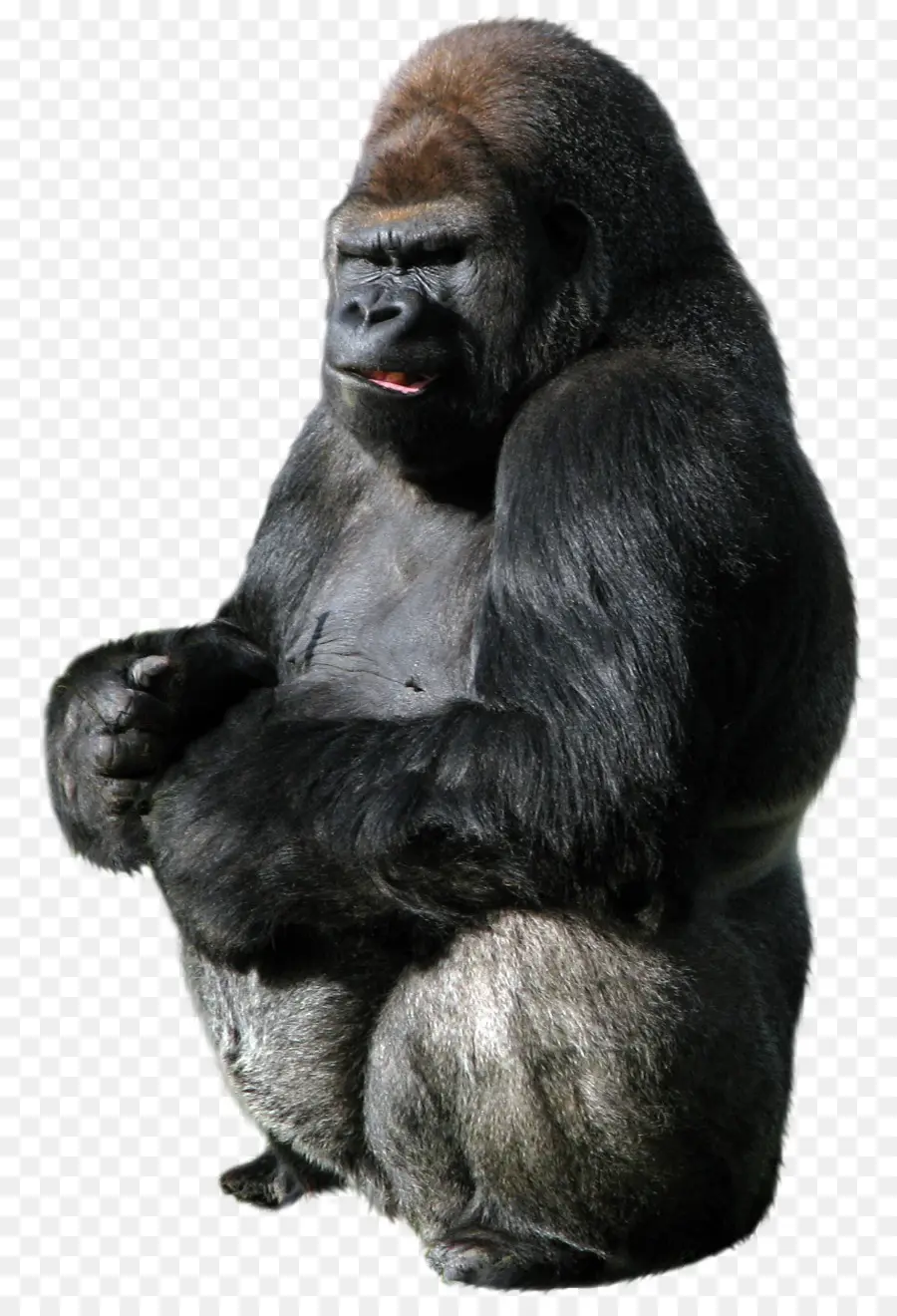 Gorila，Mono PNG