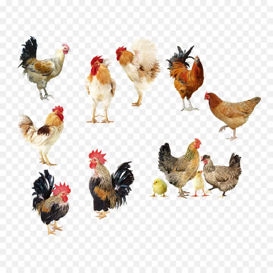 Gallo，Pollo PNG