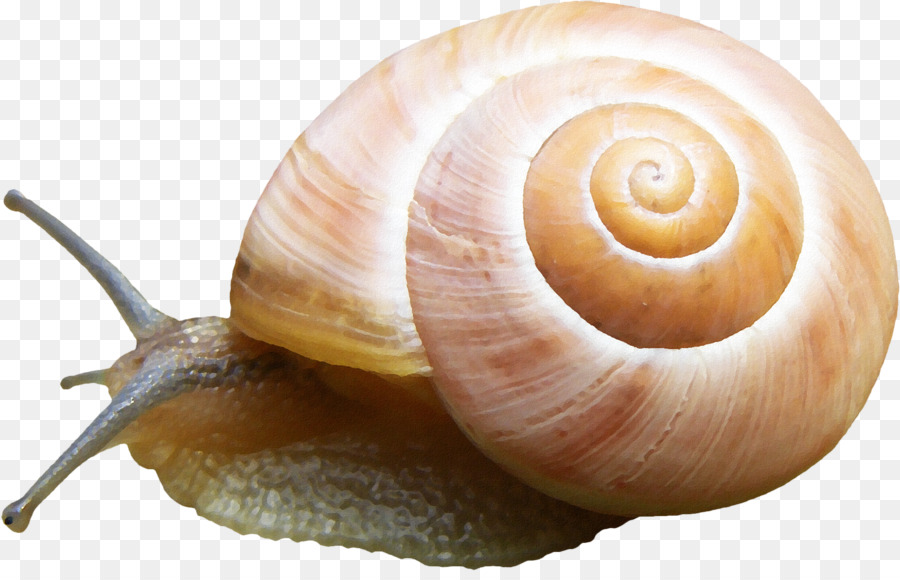 Orthogastropoda，Slug PNG