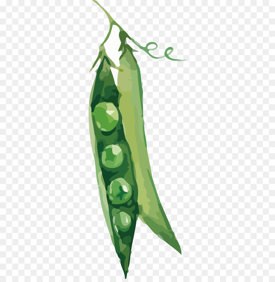 Pea，Vegetal PNG