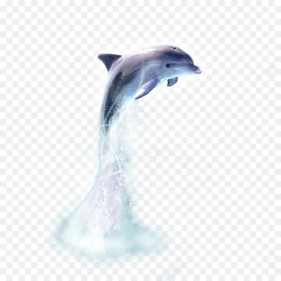 Delfines，Agua PNG