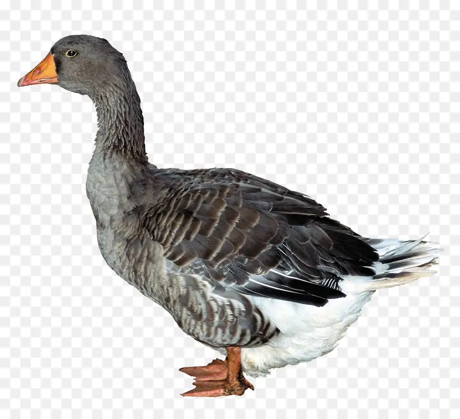 Pato，Ruta De Recorte PNG