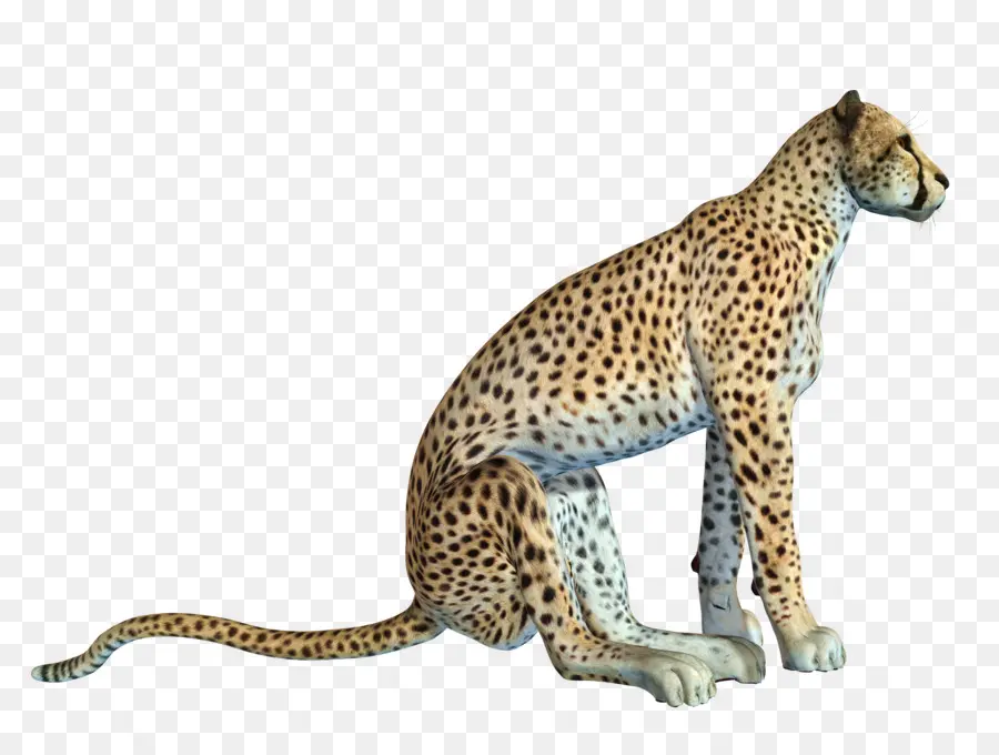 Cheetah，Africano De Leopardo PNG