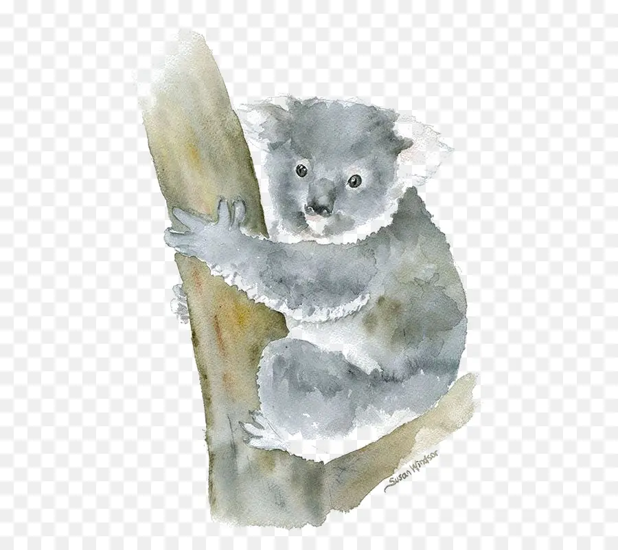 Koala，Pintura A La Acuarela PNG