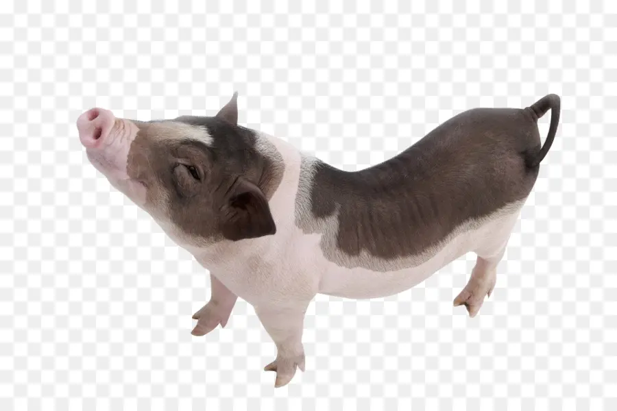 Vietnamita Potbellied，Cerdo Doméstico PNG