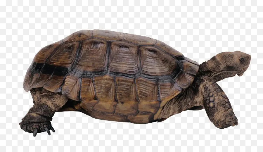 Tortuga，Reptiles PNG