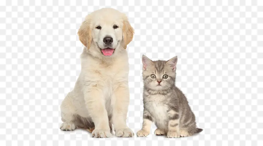 Perro，Gato PNG