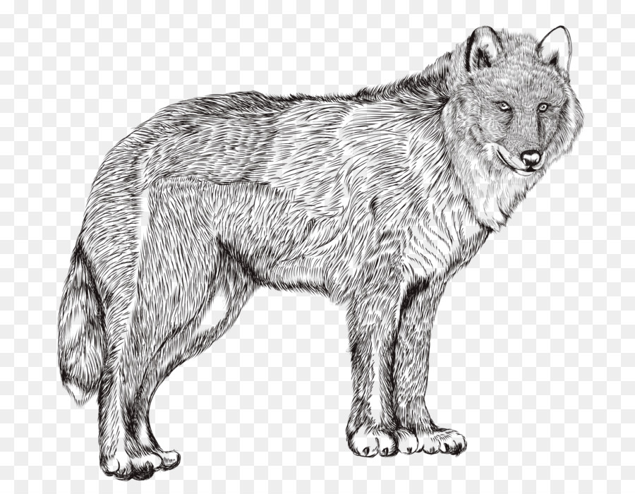 Lobo，Canino PNG