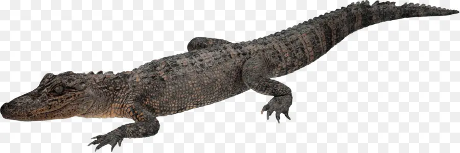 Caimán，Reptil PNG