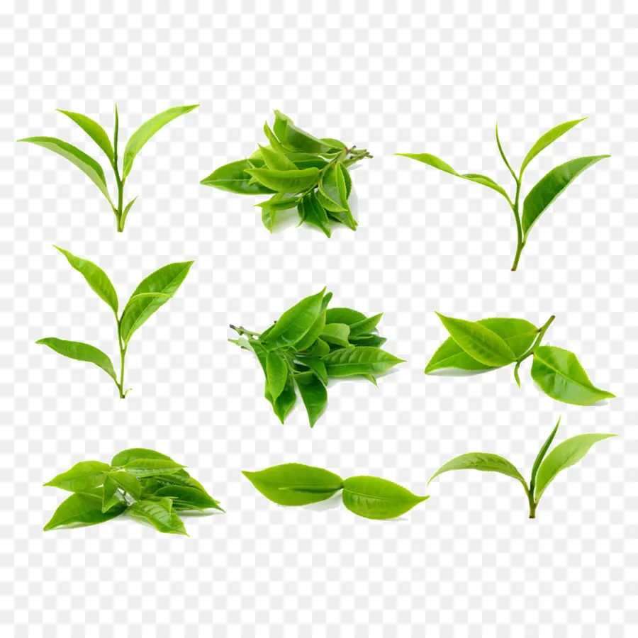 Hojas Verdes，Planta PNG