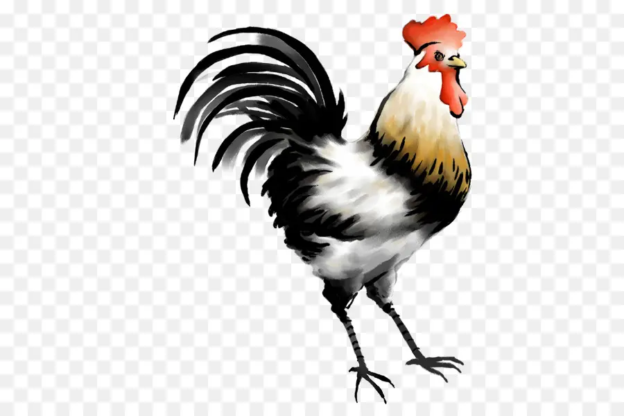 Pollo，Gallo PNG