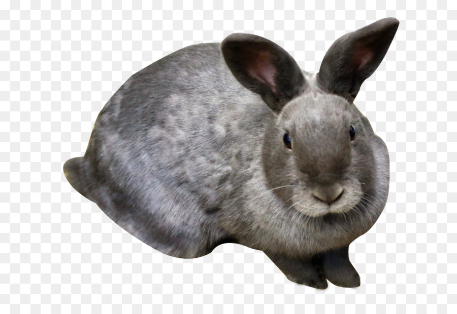 Conejito De Pascua，Hare PNG