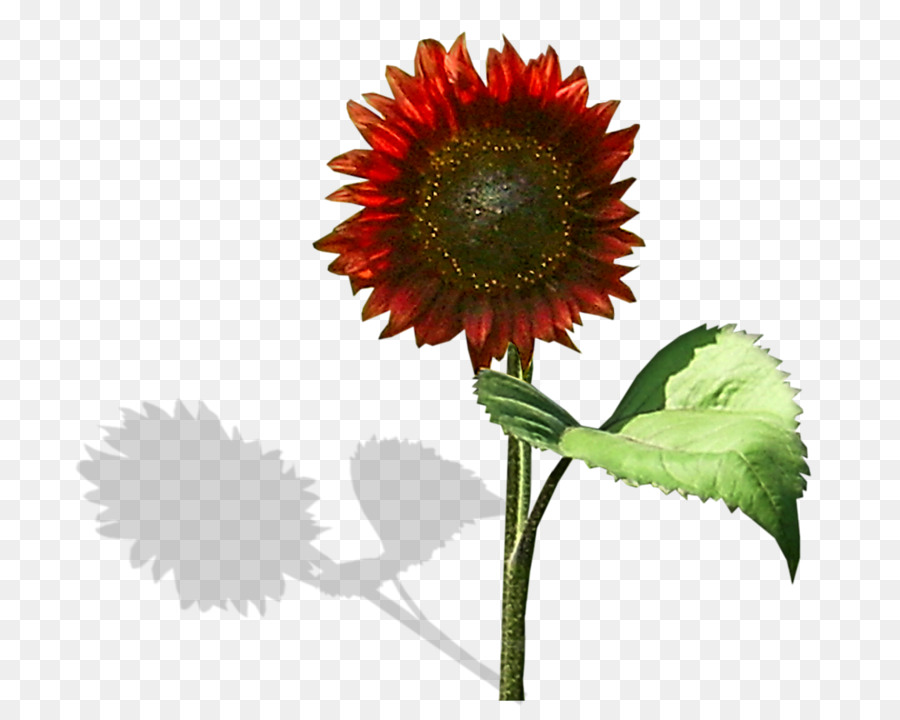 Común De Girasol，Red De Girasol PNG