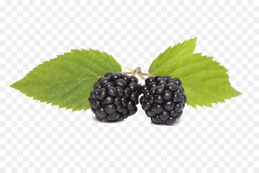 Boysenberry，Fotografía De Stock PNG