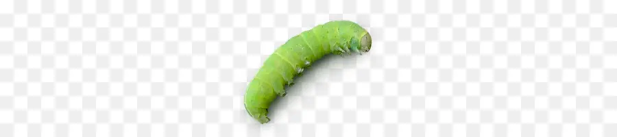 Oruga，Larva PNG