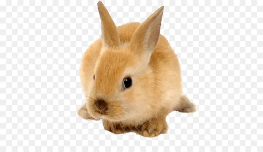 Conejo，Mascota PNG