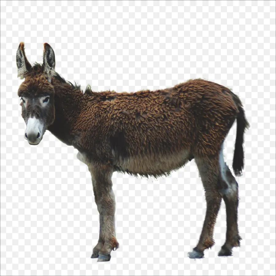 Burro，Mula PNG