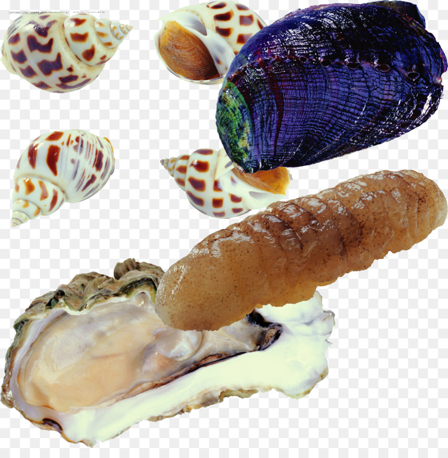 Criaturas Marinas，Océano PNG