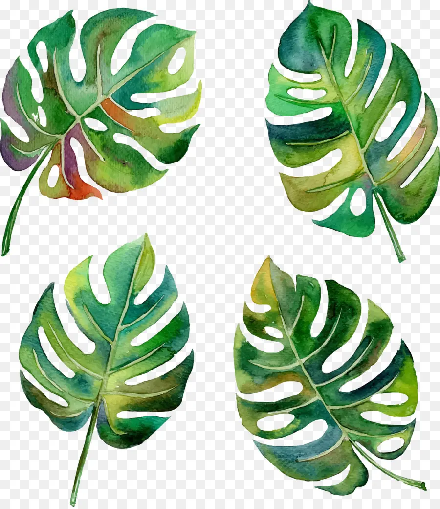 Hojas De Monstera，Verde PNG