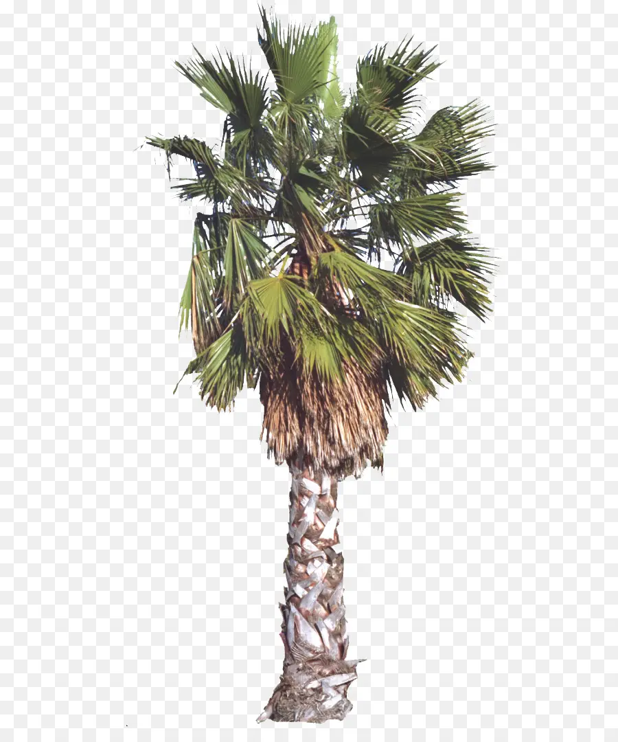 Arecaceae，árbol PNG