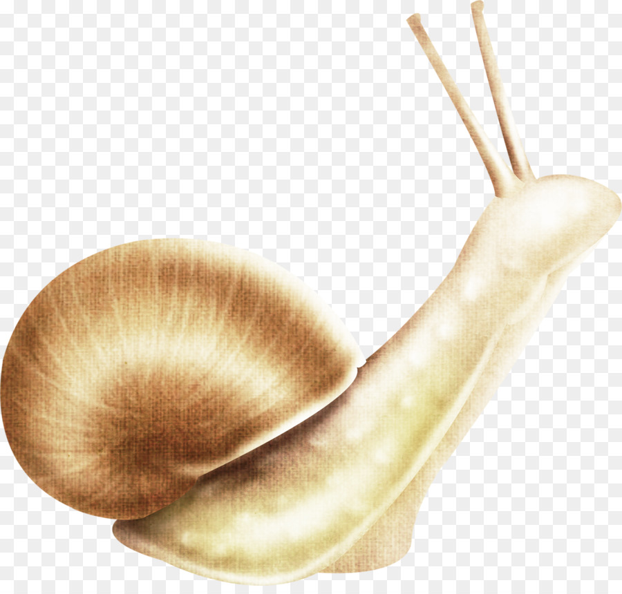 Caracol，Escargot PNG