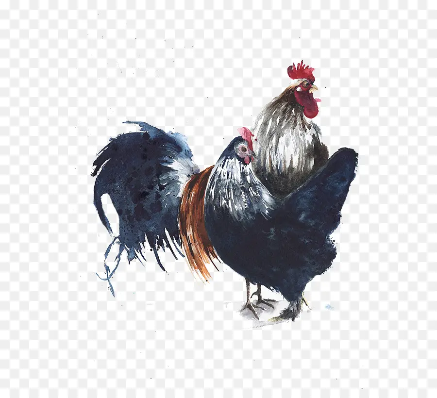 Gallo，Pollo PNG