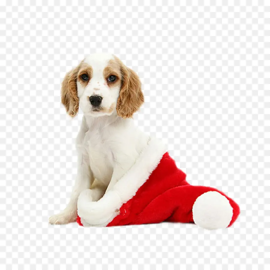 Cachorro Con Gorro De Papá Noel，Navidad PNG