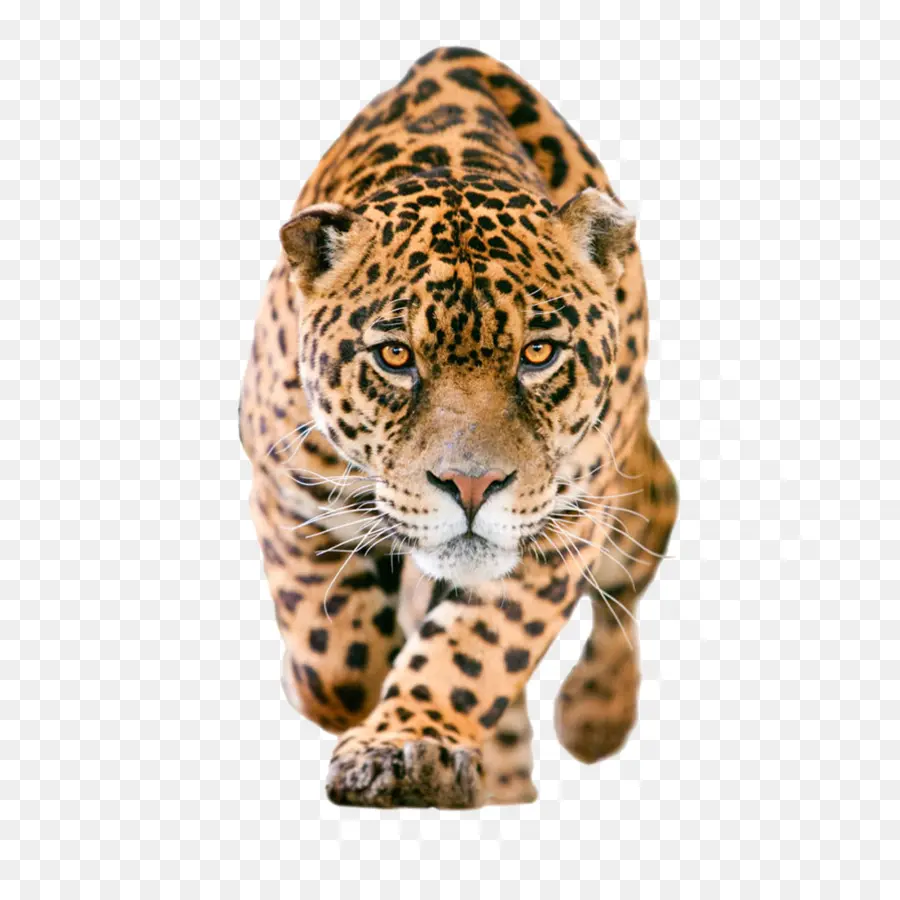 Jaguar，Descargar PNG