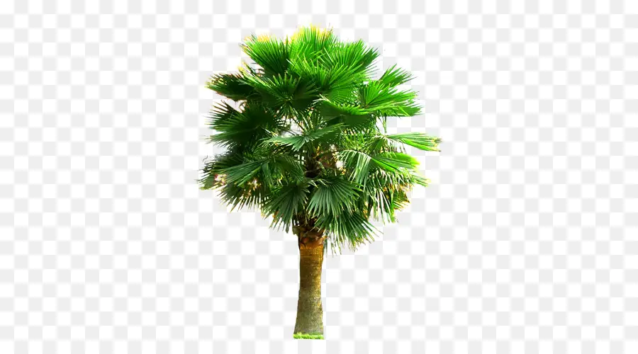 Palmera，Tropical PNG