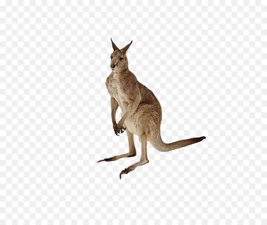 Canguro，Marsupial PNG