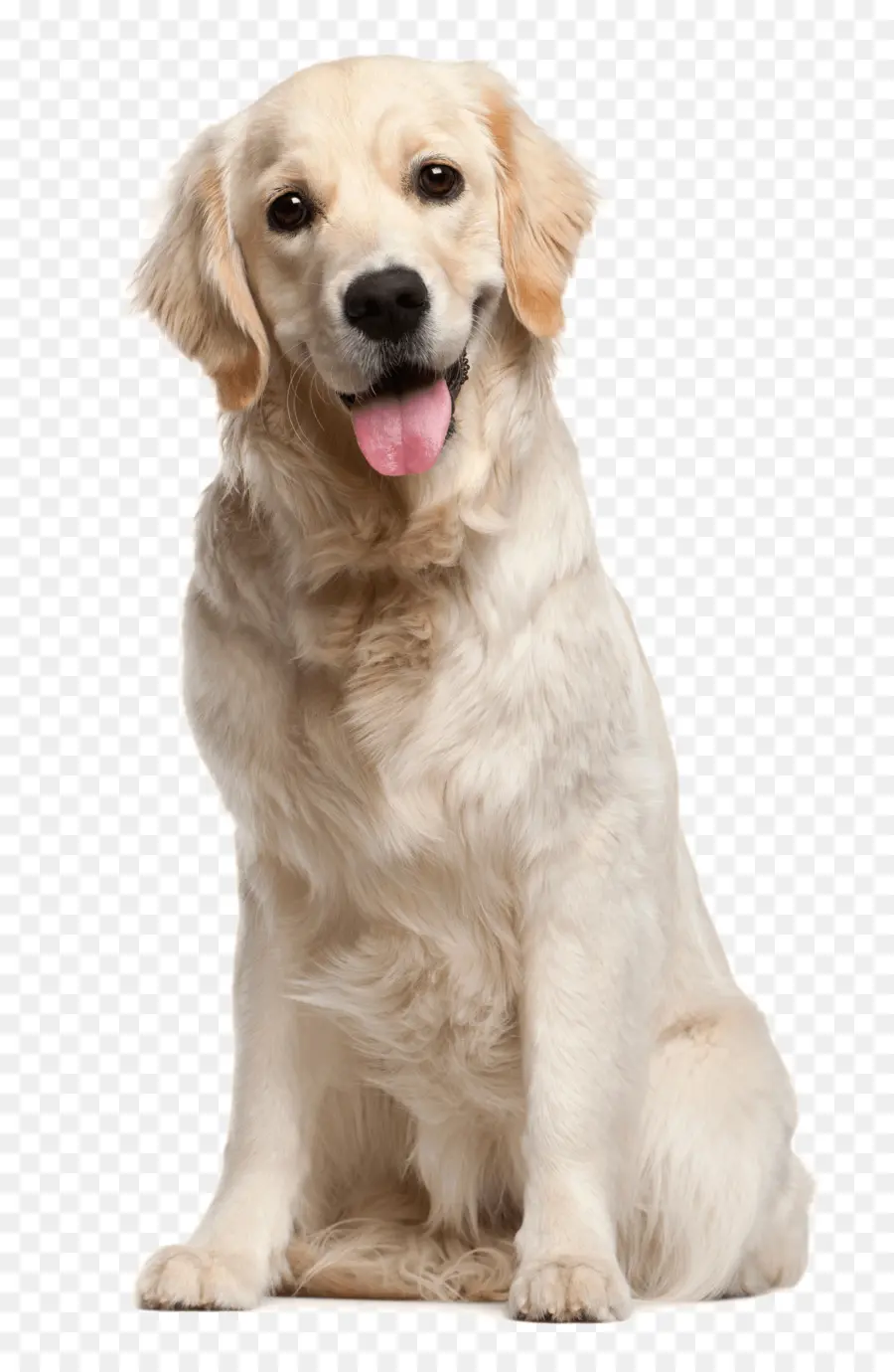 Perro，Cachorro PNG
