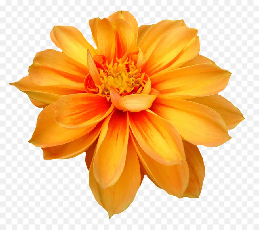 Flor，Común Daisy PNG