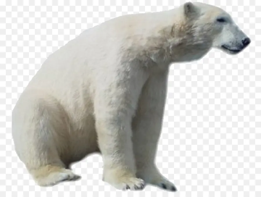 Oso Polar，Ártico PNG