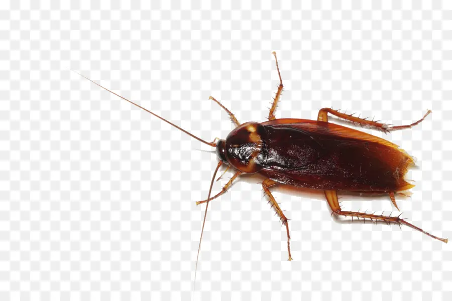 Cucaracha，Los Insectos PNG