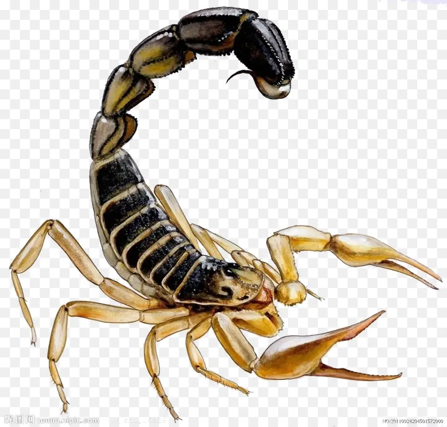 Escorpión，Stinger PNG