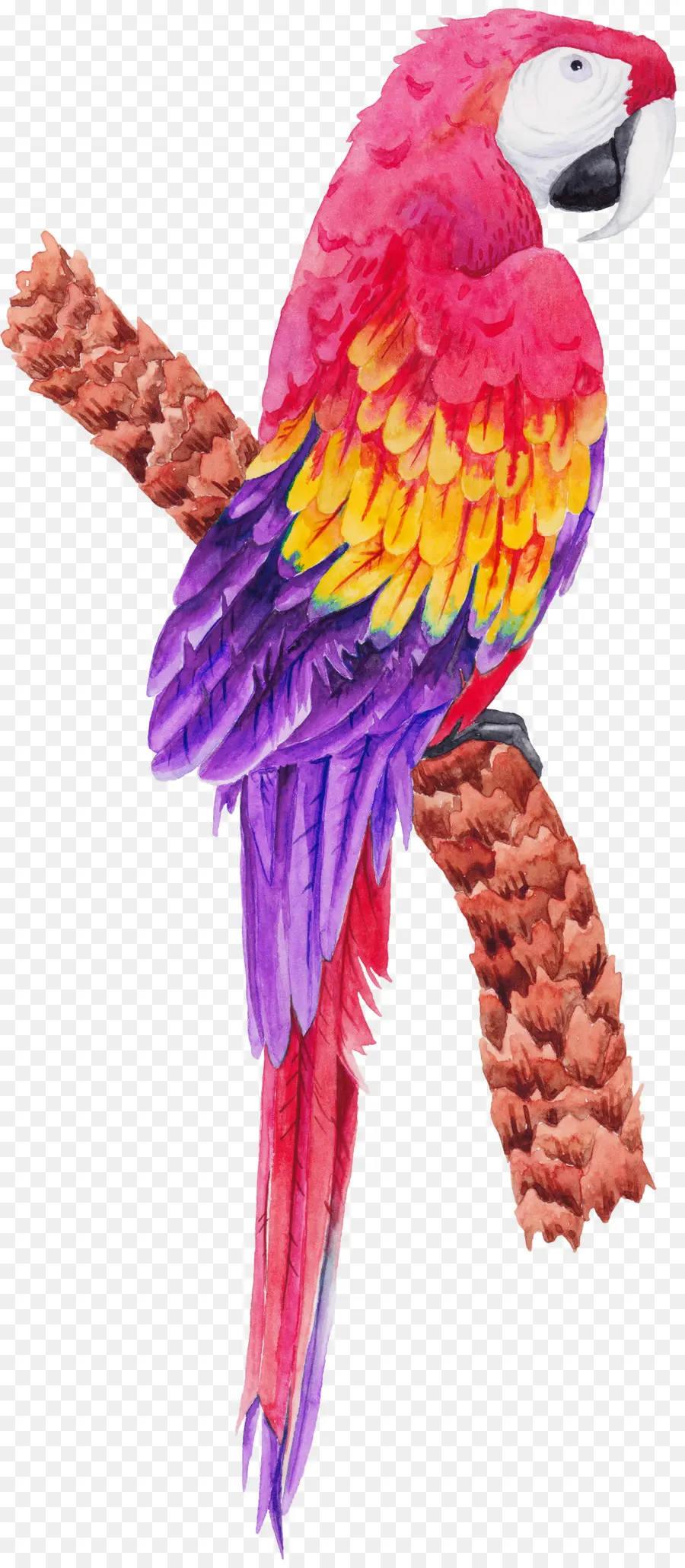 Pájaro，Parrot PNG