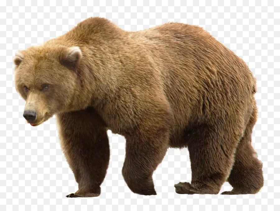 Oso，Grizzly Bear PNG