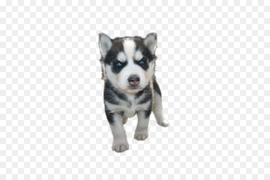 Miniatura Husky Siberiano，Husky Siberiano PNG