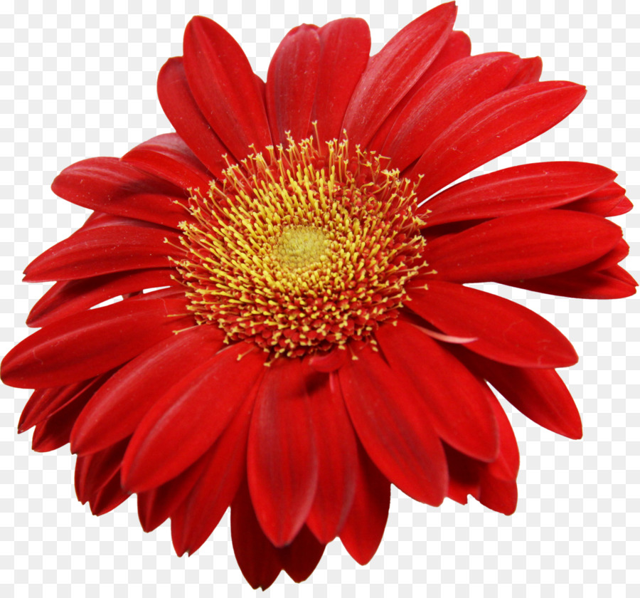 Transvaal Daisy，Común Daisy PNG