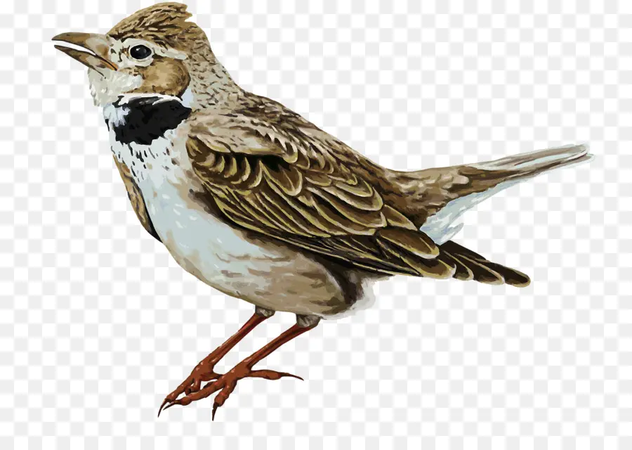 Pájaro，Plumas PNG