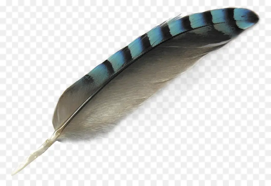 Pájaro，Pluma PNG