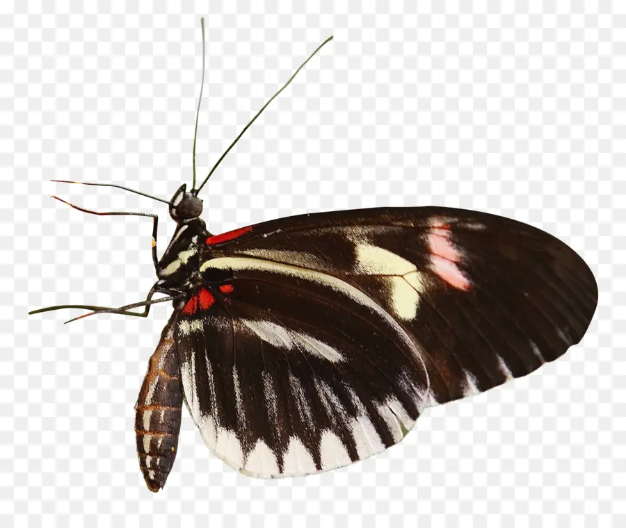Mariposa，Heliconius Charithonia PNG
