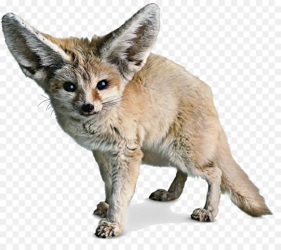 Zorro Rojo，Fennec Fox PNG