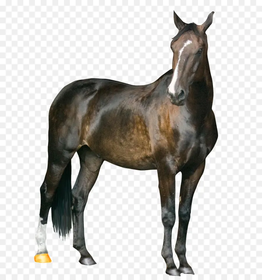 Caballo Gris，Equino PNG