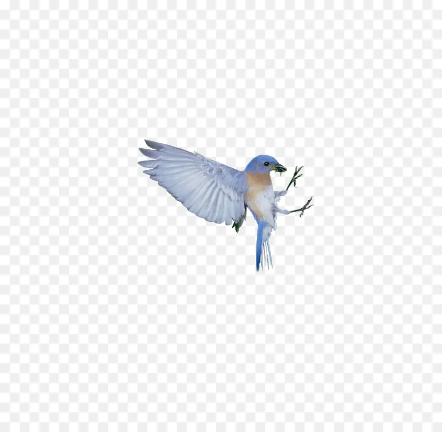 Pájaro Azul，Pájaro PNG