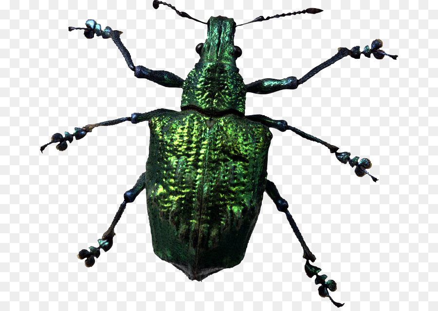 Escarabajo，Mirar A Los Insectos PNG