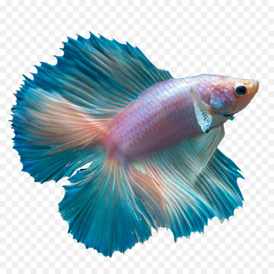 Pez Betta，Blanco PNG